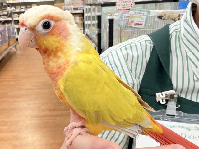 ホオミドリウロコインコ
