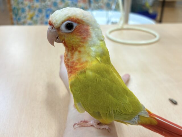 ホオミドリウロコインコ