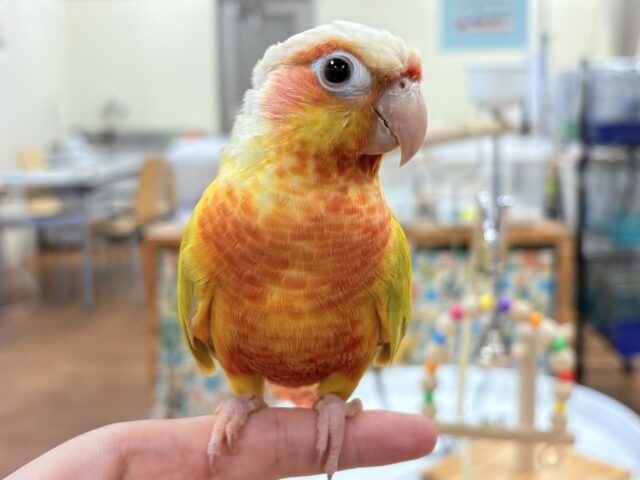 ホオミドリウロコインコ