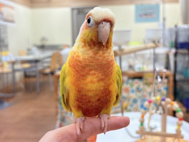 ホオミドリウロコインコ