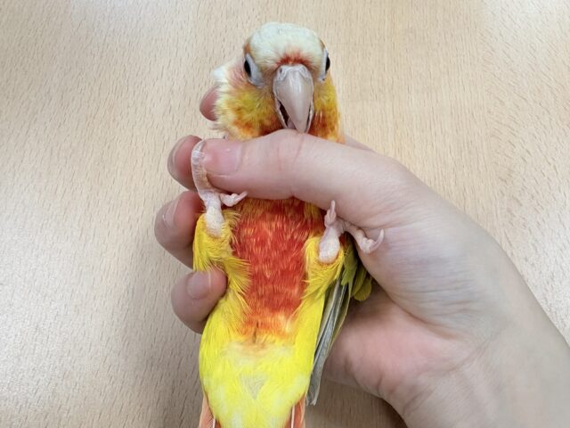 ホオミドリウロコインコ