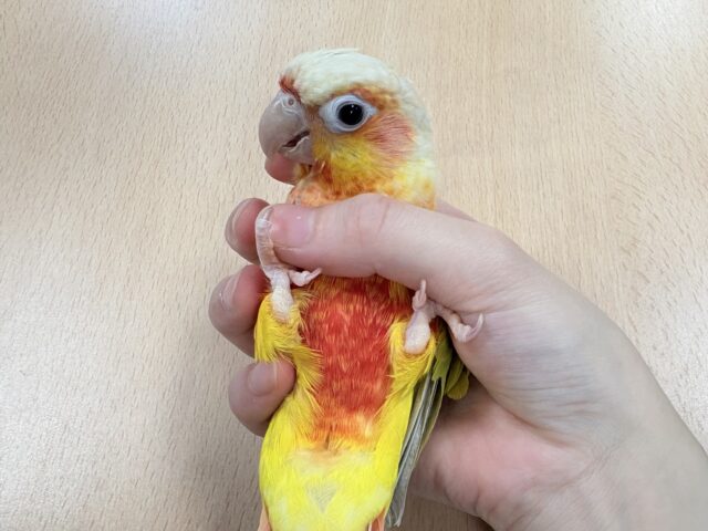 ホオミドリウロコインコ
