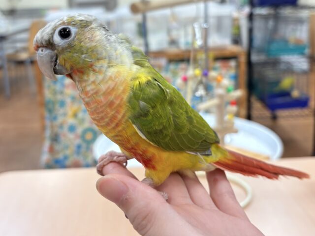 ホオミドリウロコインコ