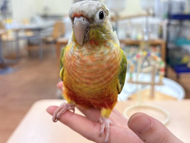 ホオミドリウロコインコ