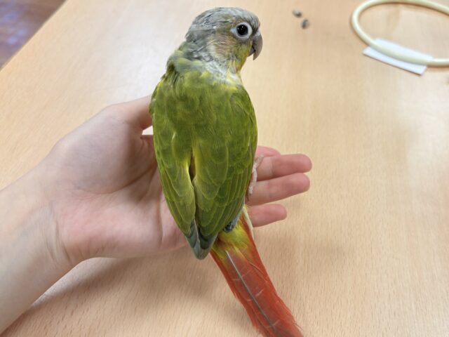 ホオミドリウロコインコ