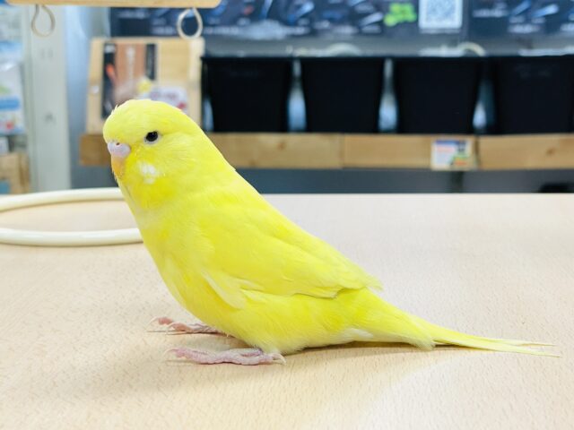 ジャンボセキセイインコ