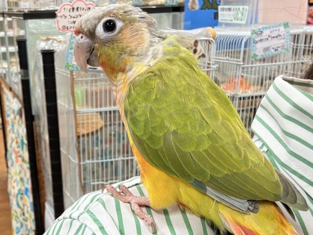 ホオミドリウロコインコ