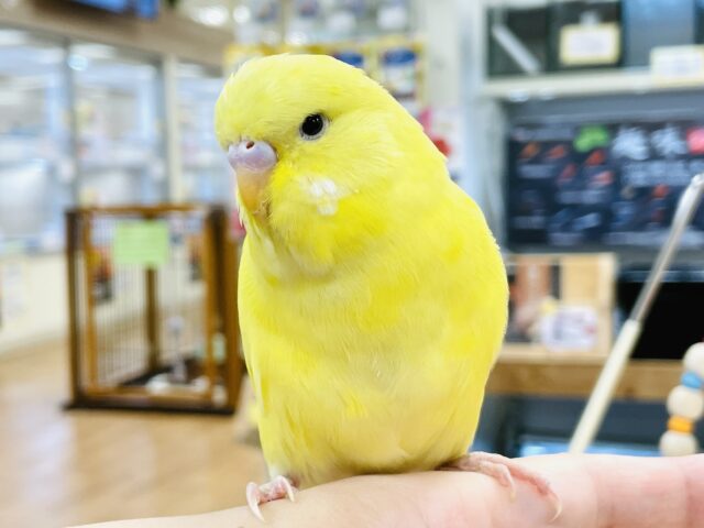 ジャンボセキセイインコ