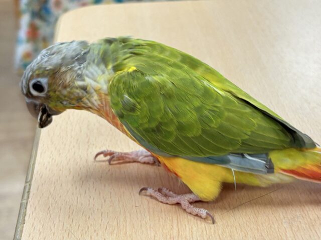 ホオミドリウロコインコ