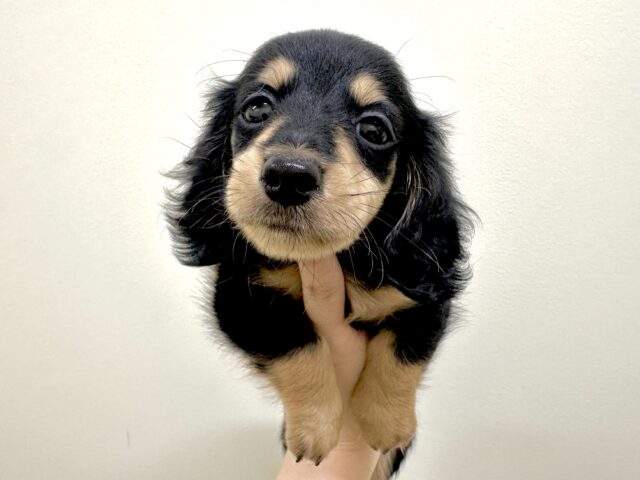 カニンヘンダックス