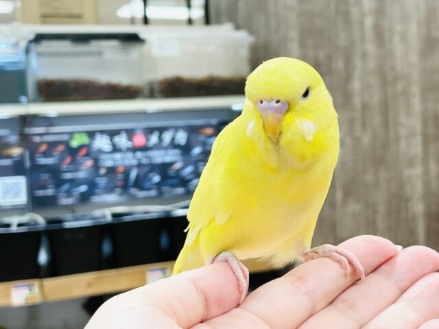 ジャンボセキセイインコ
