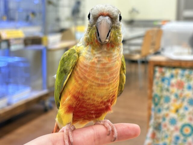 ホオミドリウロコインコ