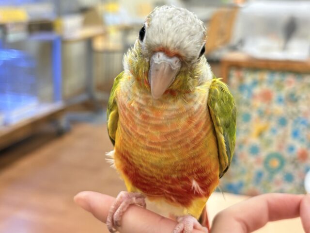 ホオミドリウロコインコ