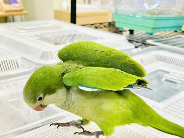 オキナインコ