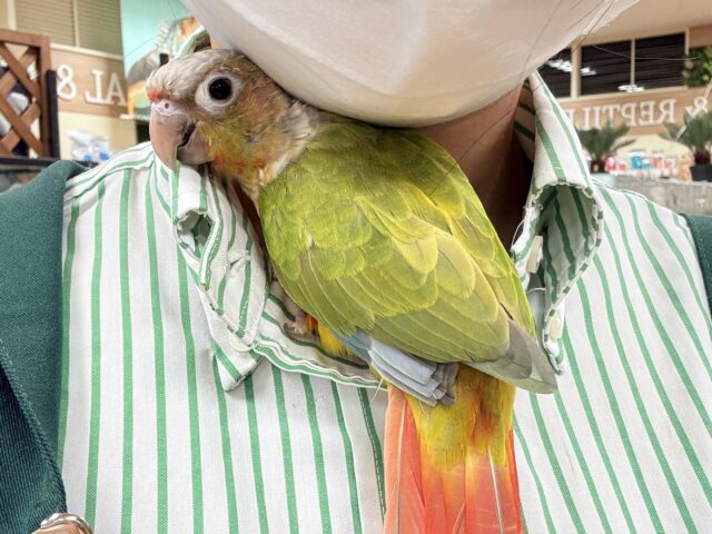 ホオミドリウロコインコ