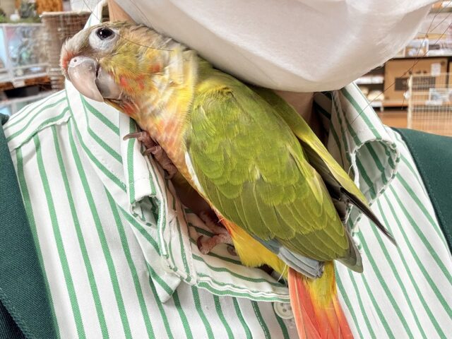 ホオミドリウロコインコ