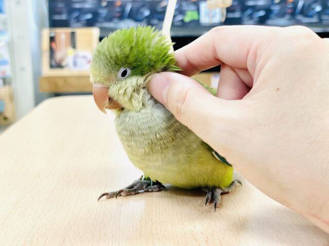 オキナインコ