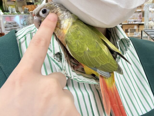 ホオミドリウロコインコ