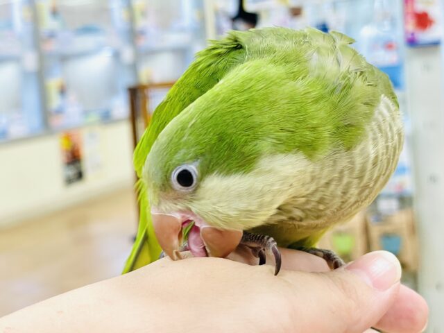 オキナインコ