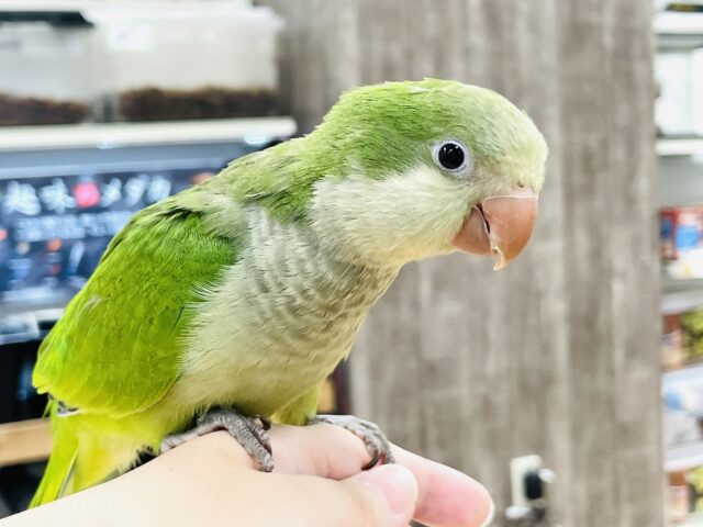 オキナインコ