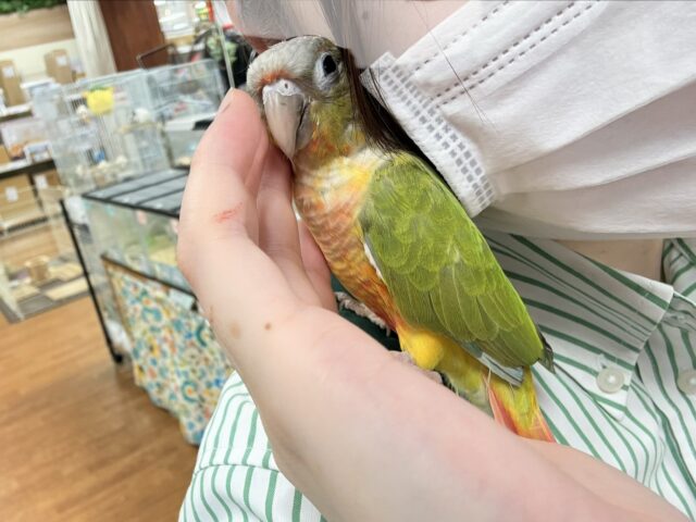 ホオミドリウロコインコ