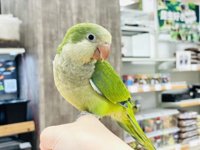 オキナインコ
