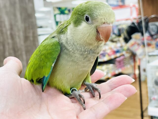 オキナインコ