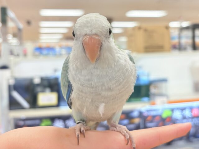 オキナインコ