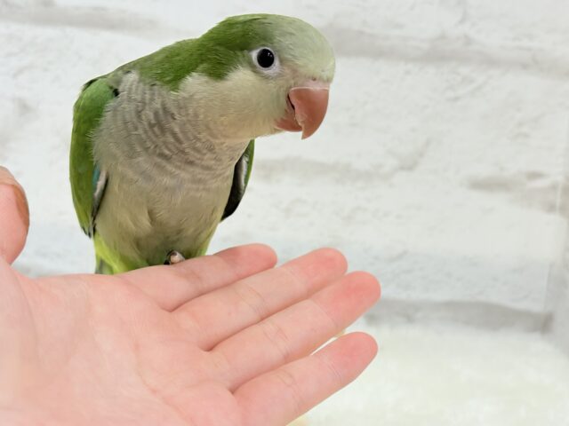 オキナインコ