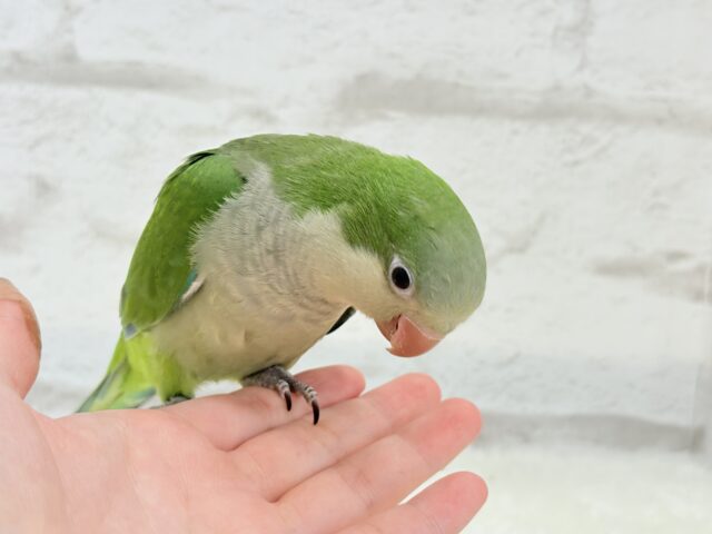 オキナインコ
