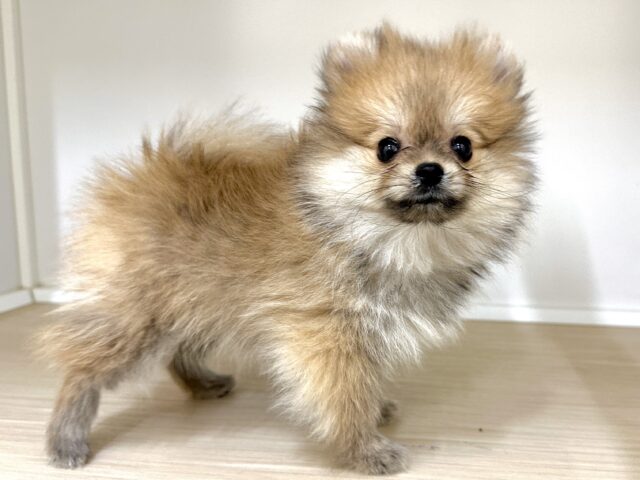 きゅるりん⭐️ふわふわポメちゃん