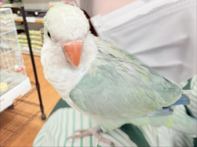 オキナインコ