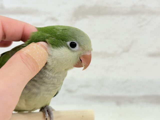 オキナインコ