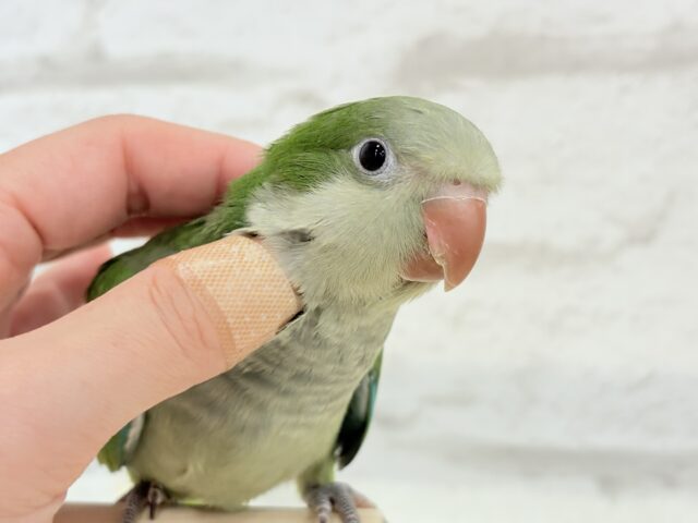 オキナインコ