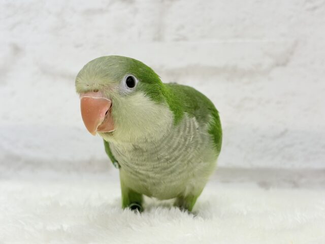 オキナインコ