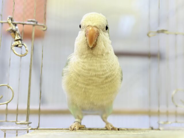 オキナインコ