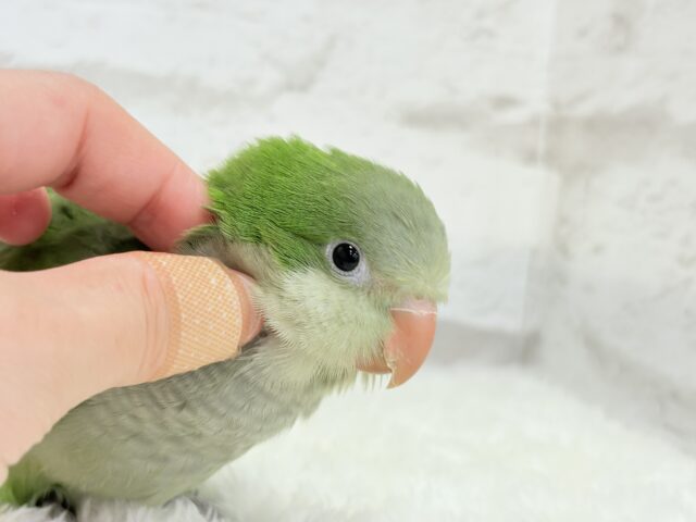オキナインコ
