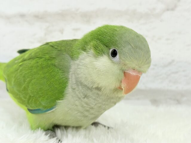 オキナインコ