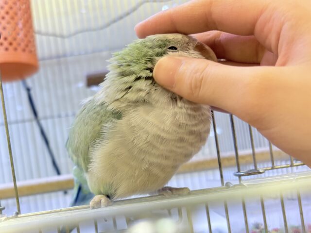 オキナインコ