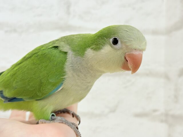 オキナインコ