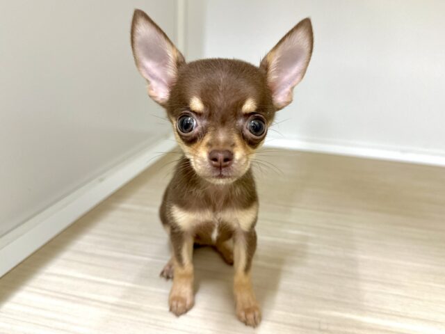 大人気カラー🍫♡スムースチワワ女の子