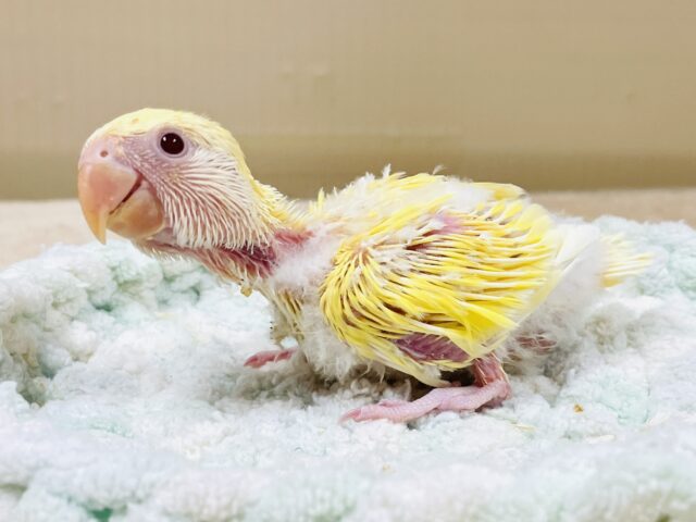 コザクラインコ（小桜インコ）