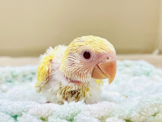 コザクラインコ（小桜インコ）