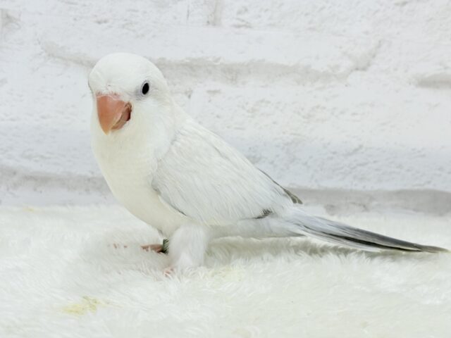 オキナインコ
