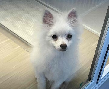 ちっちゃいサモエド⁉　いやいや、ボクはポメラニアンです。