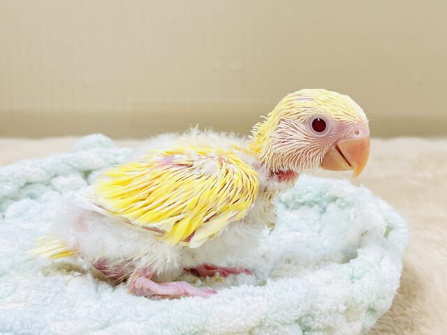 コザクラインコ（小桜インコ）