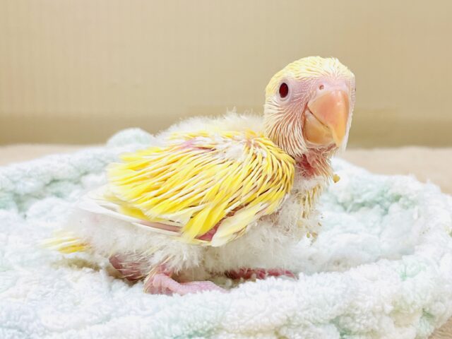 コザクラインコ（小桜インコ）