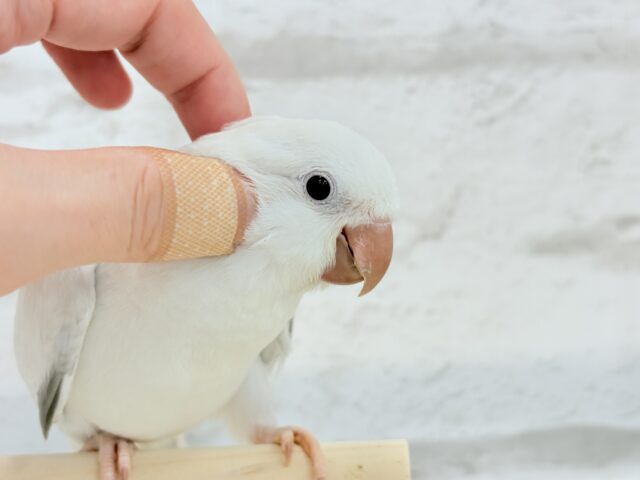オキナインコ