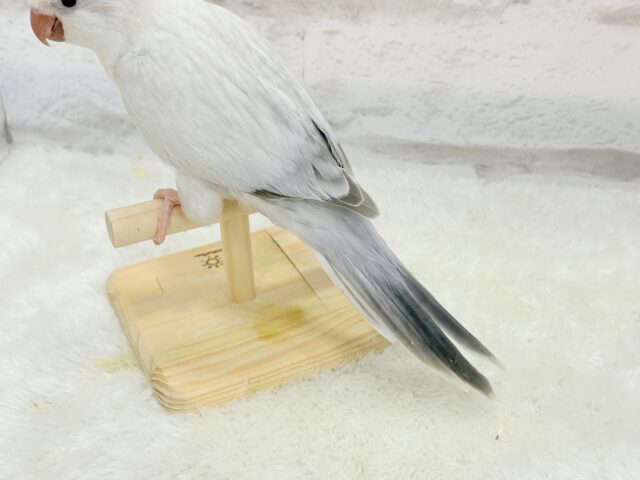 オキナインコ