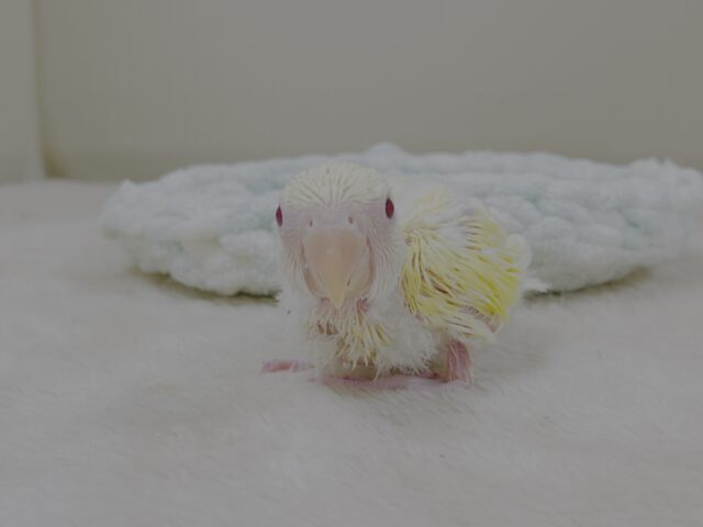 コザクラインコ（小桜インコ）